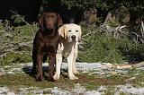 LABRADOR 948